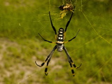 Golden Orb Weaver Spider, Nephila Maculata Photographic Print by Beverly Joubert
