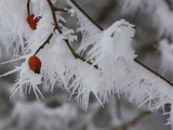 Dog Rose, Rosa Canina, Covered in Frost Photographic Print by Joe Petersburger