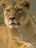 Portrait of a Female African Lion, Panthera Leo Photographic Print by Paul Sutherland