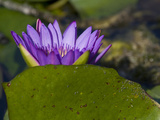 Tropical Water Lilies, Nymphaea Species, Growing in a Thermal Pond Photographic Print by Joe Petersburger