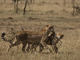 A Cheetah, Acinonyx Jubatus, and Her Cubs Carrying a Thomson'S Gazelle Photographic Print by Beverly Joubert
