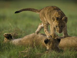 African Lioness, Panthera Leo, Resting with Cubs Photographic Print by Beverly Joubert