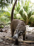 An Endemic Cozumel Coatimundi, Nasua Nelsoni, Foraging for Food Photographic Print by Roy Toft