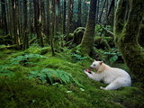 A Kermode Bear Eats a Fish in a Moss-Draped Rain Forest Photographic Print by Paul Nicklen