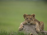 African Lion Cub, Panthera Leo, Lying across a Mound of Soil Fotografisk tryk af Beverly Joubert African Lion Cub, Panthera Leo, Lying across a Mound of Soil Fotografisk tryk af Beverly Joubert