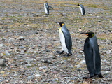 A Rare Melanistic King Penguin with King Penguins Photographic Print by Andrew Evans