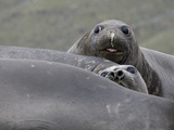 Southern Elephant Seals, Mirounga Leonina, Lying on a Beach Photographic Print by Roy Toft