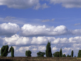 Tall Junipers Against a Cloud Filled Sky Lámina fotográfica por Norbert Rosing