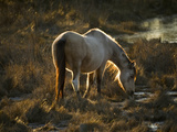 A Back Lit View of a Chincoteague Pony Foraging in a Grassy Meadow Photographic Print by Karen Kasmauski