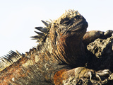 An Endemic Marine Iguana, Amblyrhynchus Cristatus, Sunning Itself Photographic Print by Mauricio Handler