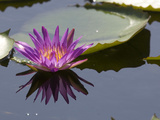 Tropical Water Lilies, Nymphaea Species, Growing in a Thermal Pond Photographic Print by Joe Petersburger