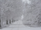 Road Through Frost-Covered Deciduous Forest Photographic Print by Joe Petersburger
