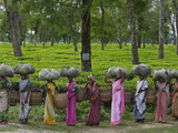 Women Workers Tote Freshly Picked Tea Leaves to Be Processed Photographie par Steve Winter