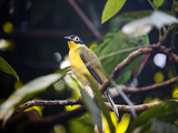 Portrait of a Captive Figbird, Sphecotheres Viridis Photographic Print by Kent Kobersteen