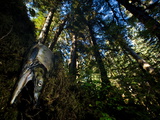 Left Behind by a Kermode Bear, a Pink Salmon Lies in the Forest Photographie par Paul Nicklen