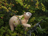 A Kermode Bear Climbs a Pacific Crab Apple Tree to Grab its Fruit Photographie par Paul Nicklen