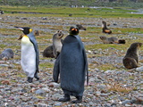 A King Penguin and a Rare Melanistic Penguin on a Beach with Seals Photographic Print by Andrew Evans