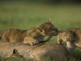 African Lioness, Panthera Leo, Resting with Cubs Photographic Print by Beverly Joubert