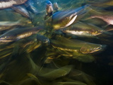 A School of Pink Salmon Crowd Together at the Base of a Waterfall Photographie par Paul Nicklen