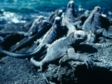 Marine Iguanas, Amblyrthynchus Cristatus, Warming in the Sun Photographic Print by Mauricio Handler