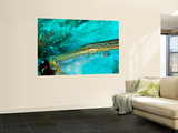 Trumpetfish (Aulostomus Maculatus) Close-Up of Head Wall Mural by Stocktrek Images 