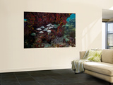 School of Gray Snapper Amongst a Colorful Reef Wall Mural by Stocktrek Images 