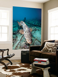 A Goliath Grouper Effortlessly Floats over a Shipwreck Off the Coast Key Largo, Florida Reproduction murale géante par Stocktrek Images 