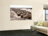 Mine Resistant Ambush Protected Vehicles at Camp Taqaddum, Iraq Wall Mural by Stocktrek Images 