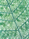 Fern leaf vein Photographic Print by Josh Westrich