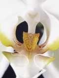 White Orchid Fotografisk trykk av John-Francis Bourke White Orchid Fotografisk trykk av John-Francis Bourke