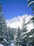Snow covered firtrees in front of the Mandlwand, Salzburg, Austria Photographic Print by Dietrich Rose