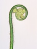 Tree Fern Fiddlehead Photographic Print by Josh Westrich