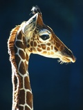 Head of a young giraffe Photographic Print by Herbert Kehrer