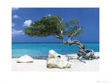 Divi Divi Tree Prints by Mackie Tom