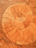 Dietrich Rose - Fossil in Red-Brown Marble - Fotografik Baskı Dietrich Rose - Fossil in Red-Brown Marble - Fotografik Baskı