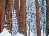Snow covered redwood trees in winter, Yosemite, USA Photographie par Theo Allofs