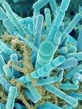Micro Discovery - Sea Diatom - Fotografik Baskı Micro Discovery - Sea Diatom - Fotografik Baskı