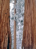 Redwood giants, California, USA Photographie par Theo Allofs