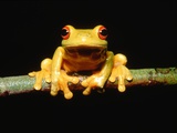Red-eyed tree frog Fotografisk trykk av Gary Bell Red-eyed tree frog Fotografisk trykk av Gary Bell