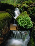 Cascading Stream in Great Smoky Mountains Photographie par Ron Watts