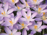 Flowers of Crocus Photographie par Markus Botzek