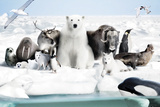 Frozen Planet Obrazy Frozen Planet Obrazy