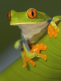 Red-Eyed Leaf Frog Photographic Print by Bob Krist