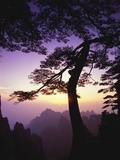 Huangshan Pine in the Huangshan Mountains Photographic Print by Frank Lukasseck