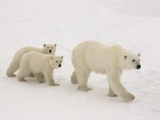 Polar Bear Mother and Cubs Photographic Print by Daniel Cox