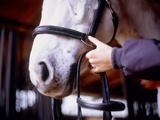 Girl's hand at bridle of horse Photographic Print by Pete Leonard