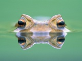 Frog in the water Photographic Print by Herbert Kehrer