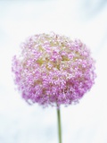 Purple Allium Photographic Print by Paul Edmondson