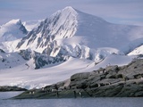 Antarctic, gentoo penguins Lámina fotográfica Antarctic, gentoo penguins Lámina fotográfica