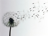 Dandelion Photographic Print by Creasource 